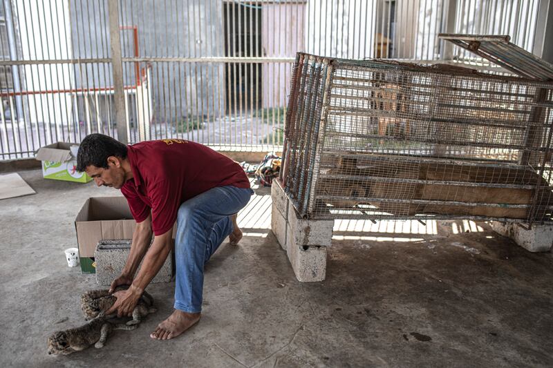 Loud noise 'causes stress to wild animals, especially the lions, whose roars get higher, and they keep moving in a circular way inside the cage,' he said. AP