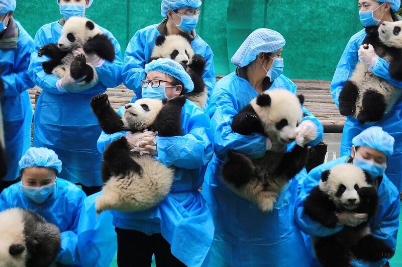 Breeders hold baby giant pandas as they pose for pictures ahead of the Spring Festival in Chengdu, Sichuan province, China, on January 20, 2017. China Daily via Reuters