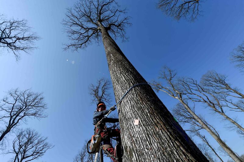 A lumberjack works on felling one of eight 230-year-old sessile oak trees in the Foret de Berce, near Jupilles, in France. These were selected this week to be used in the reconstruction of Notre-Dame cathedral in Paris. AFP