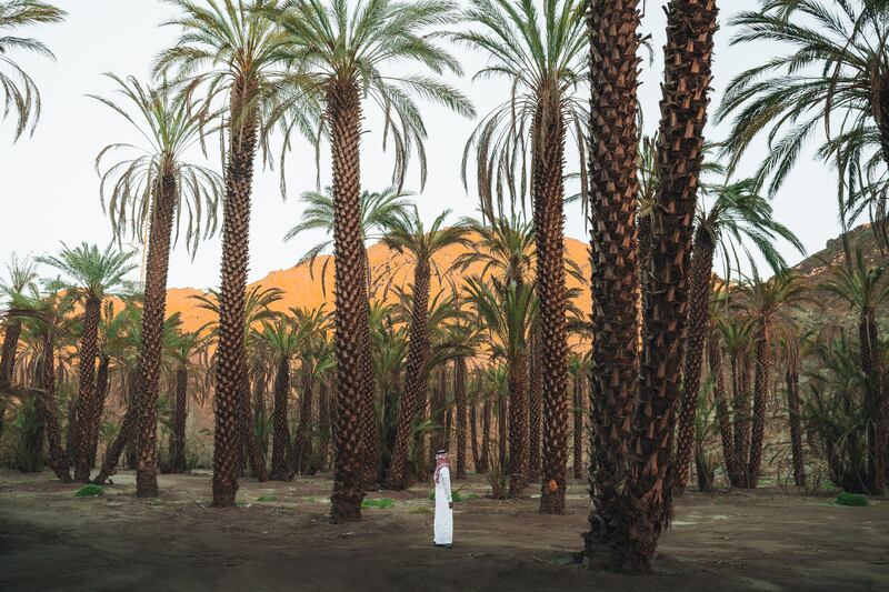 Palm trees in Neom