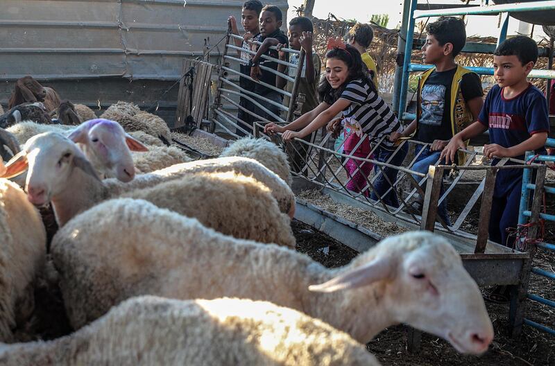 Palestinian vendors display their sheep at a livestock market in the southern Gaza Strip. Gazans are buying more sheep and cattle in preparation for the upcoming Sacrifice Feast. Eid al-Adha is the holiest of the two Muslims holidays celebrated each year, it marks the yearly Muslim pilgrimage (Hajj) to visit Mecca, the holiest place in Islam. Muslims slaughter a sacrificial animal and split the meat into three parts, one for the family, one for friends and relatives, and one for the poor and needy.  EPA