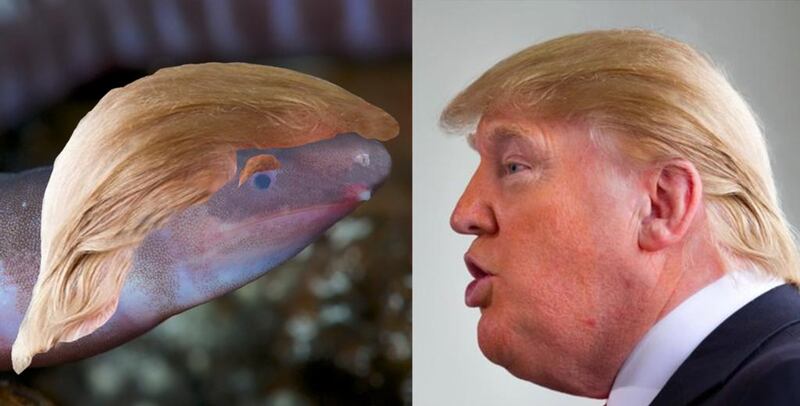 EnviroBuild paid for the right to name an amphibian after Donald Trump – and added some of the US president's features to this image. Courtesy EnviroBuild