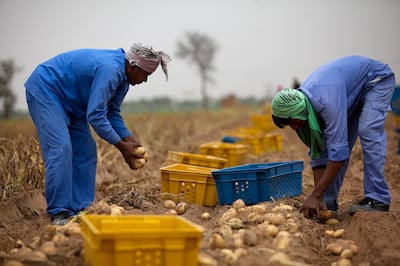Al Ain, United Arab Emirates, April 21, 2013: 
Laborers work the day away harvesting potatoes at the Al Ain Wheat Farm, owned by Elite Agro Co., on Monday, April 22, 2013, at the farm outside of Al Ain, close to the UAE border with Oman. The farm, with its 45 hectares is the largest one of 43 Abu-Dhabi emirate farms, which are participating in a first-year potato program overseen by the Abu Dhabi Farmer's Services Centre. All of the locally grown potatoes and other produce from the farms are meant for the UAE markets.
Silvia Razgova / The National

