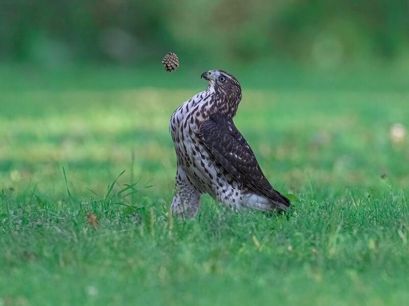 Amazing Internet Portfolio Award winner - Stare by Jia-Chen. Photo: Jia-Chen / Comedy Wildlife 2022