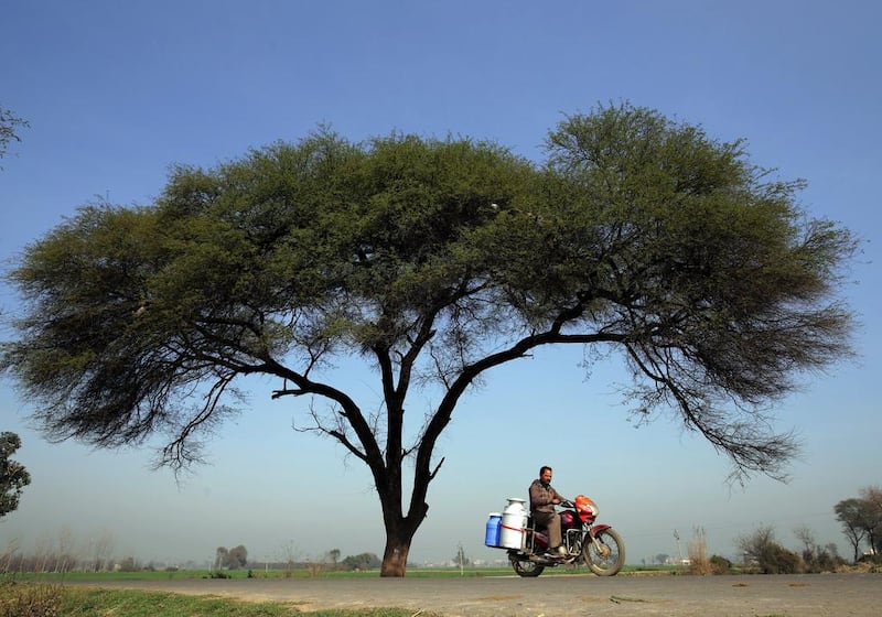 A milkman on his rounds near Amritsar, India.  Raminder Pal Singh / EPA