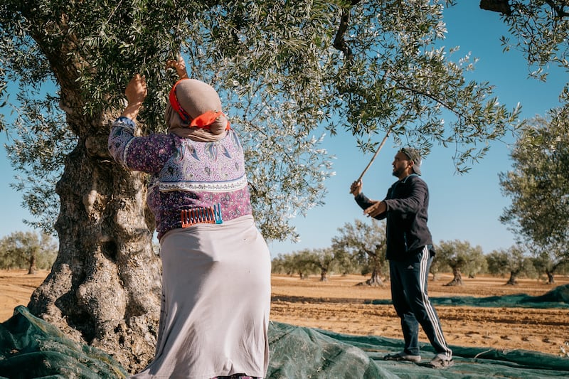 Many large-scale operations use tree shakers to harvest, but Ms Ben Romdane has her workers use more gentle methods to harvest the olives by hand, using rakes and rods to coax the fruit off the branches. Photo: Erin Clare Brown / The National