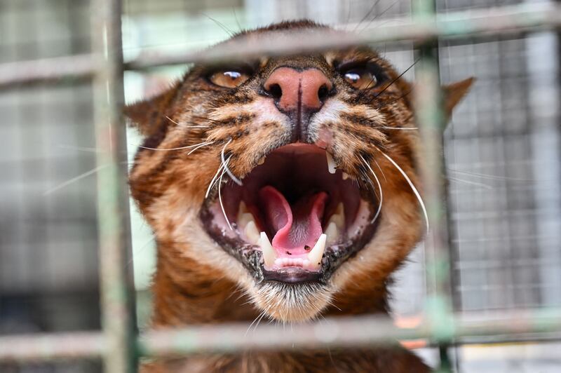 A male Asian golden cat is seized from an illegal animal hunter by Indonesian nature conservation agency BKSDA in Banda Aceh. AFP