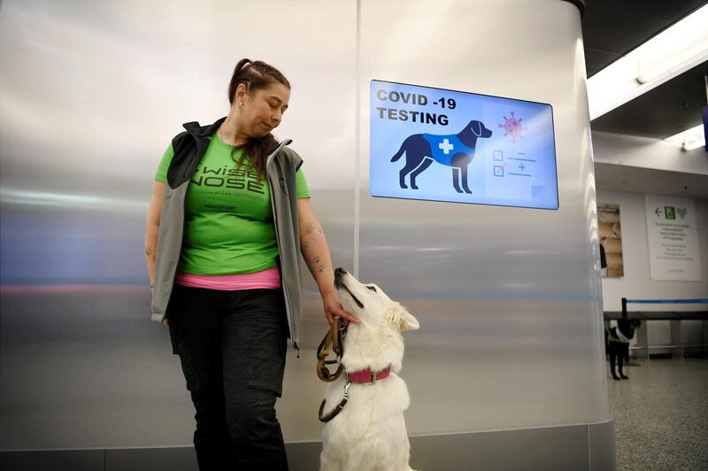 A sniffer dog is trained to detect Covid-19 at Helsinki Airport. Reuters