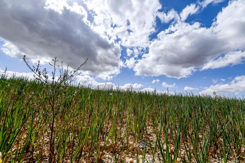 At a time when the global cereals market has been disrupted by the Ukraine war, Tunisia's domestic grain production has also withered under a lack of rainfall that has killed crops