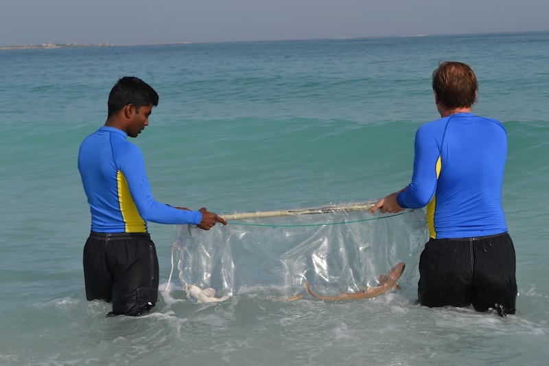 A total of 15 Arabian carpet sharks and two honeycomb stingrays have been released into the sea after being born in the fish hospital at Atlantis the Palm. Courtesy Atlantis the Palm