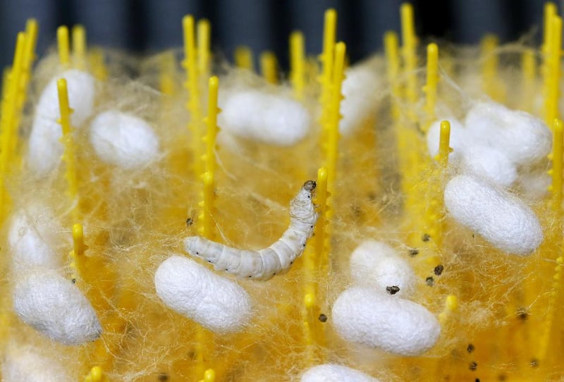 A late-developing silkworm sits suspended in the fibres its fellow larvae released as they spun their own cocoons. Alessandro Bianchi / Reuters