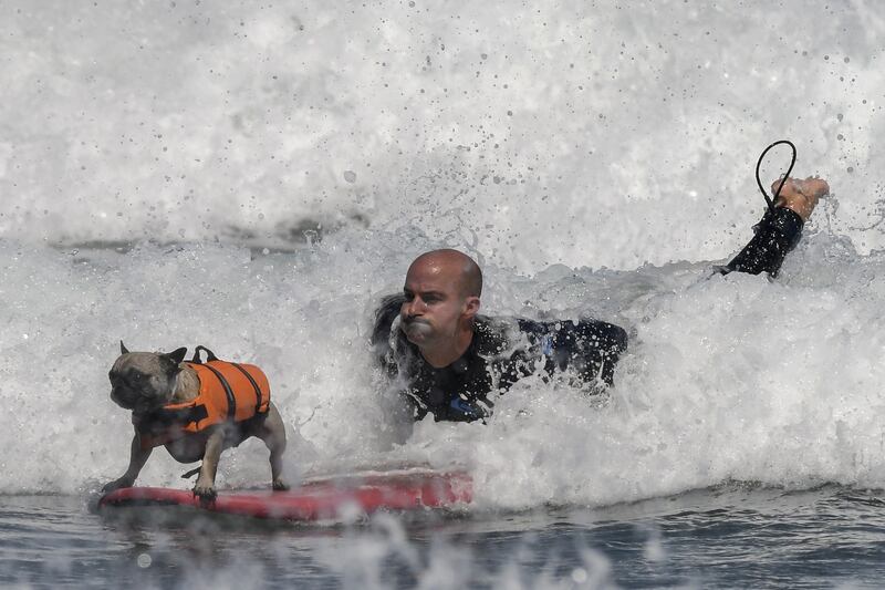 A man and his best friend compete in the first European Dog Surfing Championship in Castrillon, northern Spain. EPA