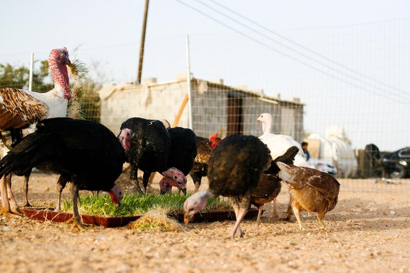 Al Khatem, Abu Dhabi, UAE, April 22, 2015:

Yas Farm, according to its owners, is the UAE's sole organic farm. It is still young but the company already has 4 properties spread out across the UAE. It is owned by Mohammed Salama and Tariq Shaheen. 

Guniea Fowl, Chickens, and other birds eat some barley. 

Lee Hoagland/The National *** Local Caption ***  LH0422_YAS_FARM_0016.JPG