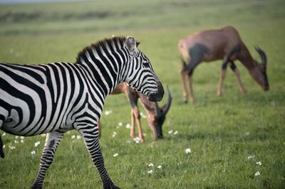 For its family safari in Kenya, Responsible Travel partners with a local operator, which works in partnership with the Masai community and supports local wildlife through conservation and education, along with re-forestation efforts. Courtesy Basecamp Explorer