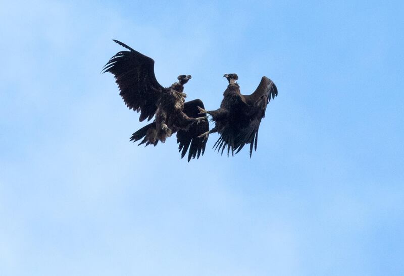 Two young cinereous vultures fight for territory in the sky over Cheonsuman Bay in Seosan, South Korea. EPA