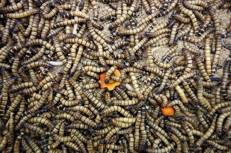 A mass of beetle larvae at Jassem Buabbas's farm in Kuwait. He usually breeds between 3,000 and 6,000 of the 'superworms' every six months. AFP