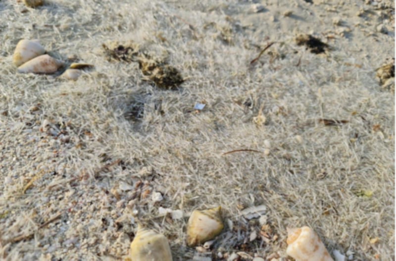 Millions of the creatures have been washed up on Dubai's beaches, creating a fine carpet of tiny shards. Courtesy, Dubai Media Office
