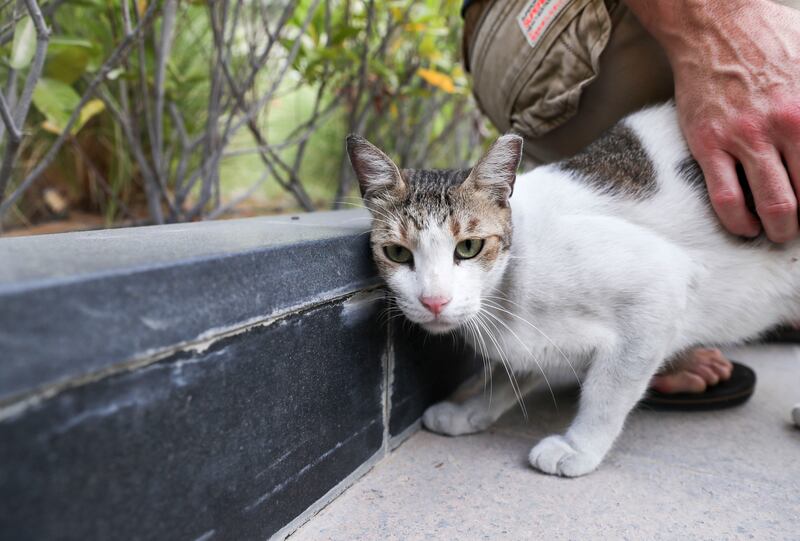 Honey, a stray cat that lives on the site of Al Bandar community, at Al Raha Beach. Khushnum Bhandari / The National