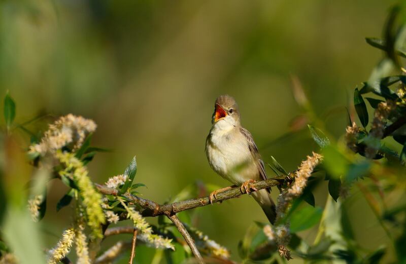 A marsh warbler sings its song in a bush near the village of Danilovichi, Belarus. Reuters