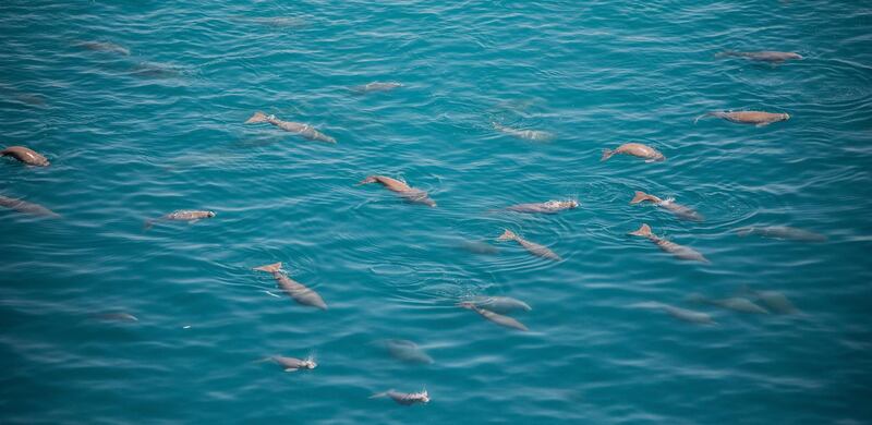 Dugongs are also found in the waters around Abu Dhabi. Courtesy, Environment Agency Abu Dhabi