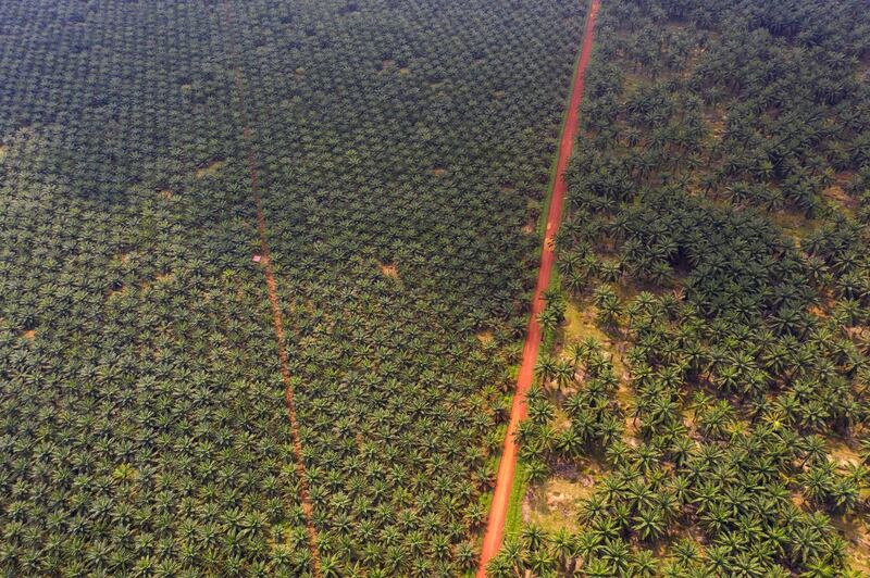 Palm oil trees grow at the Genting Tanah Merah Estate, operated by Genting Plantations Bhd., in this aerial photograph taken in Johore, Malaysia, on Thursday, Nov. 14, 2019. Genting owns about 20 drones, and uses the services of other providers to monitor and map about 160,000 hectares of oil palms in Indonesia and Malaysia. Photographer: Joshua Paul/Bloomberg