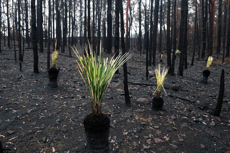 Plants grow back from the ashes of a bushfire-affected forest in Bilpin, Australia. The Gospers Mountain Fire reached the town of Bilpin on 21 December 2019.  EPA
