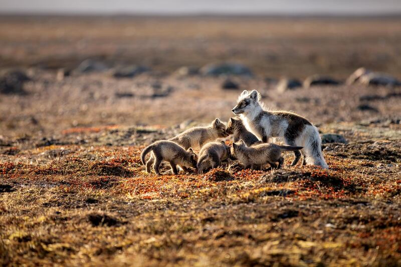Arctic fox with pups, Karrak Lake, Canada.