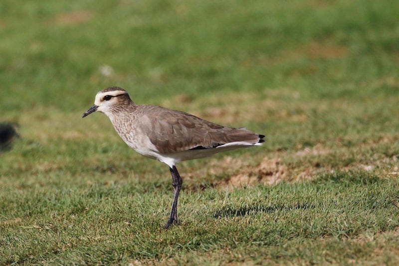 A sociable lapwing up close in Al Ain, November 2018. The birds are about 30cm in length and beige in colour with a black cap and eye-stripe. Courtesy Oscar Campbell