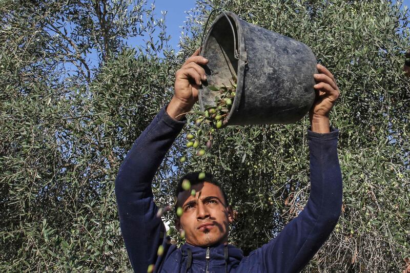 A Palestinian man pours olives out of a bucket during harvest season at an olive grove in Khan Yunis in the southern Gaza Strip.  AFP