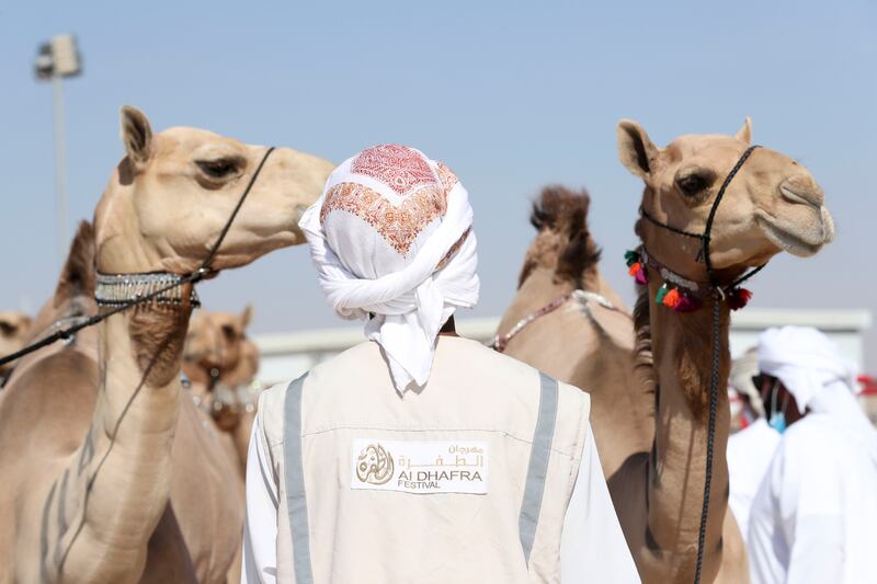 Camel 'beauty pageants' are held daily during the Al Dhafra Festival.