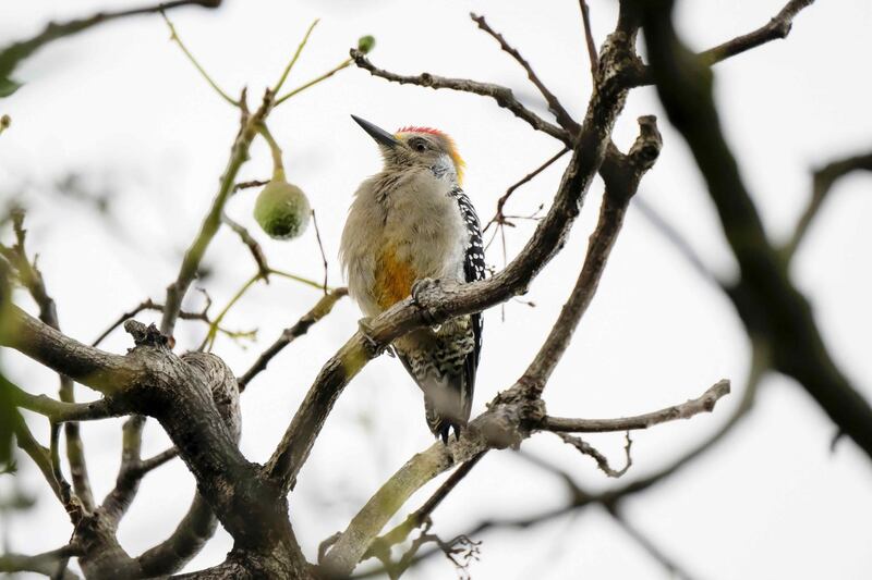 A woodpecker looks on from a tree branch, in the area of Tres Rios, east of San Jose, Costa Rica. EPA