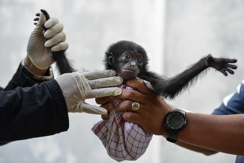 Vets check a baby siamang, or black-furred gibbon, rescued from a village in Banda Aceh, Aceh, Indonesia. Chaideer Mahyuddin / AFP