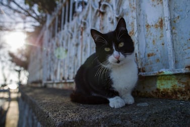 epa08245890 A street cat sits on a wall in a sunny day at the Bosphorus in Istanbul, Turkey, 25 February 2020. EPA/TOLGA BOZOGLU