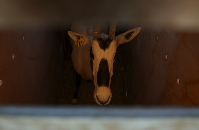 An Arabian oryx imported from Abu Dhabi ready for release at Shaumari Wildlife Reserve in Azraq, Jordan. All photos: Reuters