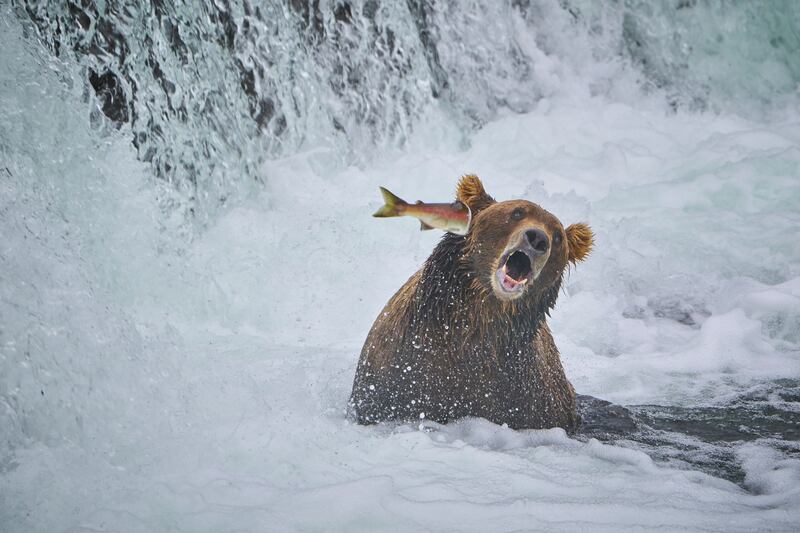 'Fight back'. Taken in Alaska, US. John Chaney / Comedy Wildlife 2022