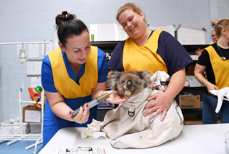 Nurses feed an injured male koala at Adelaide Koala Rescue which has been set up in the gymnasium at Paradise Primary School in Adelaide in Adelaide, Australia. Getty Images
