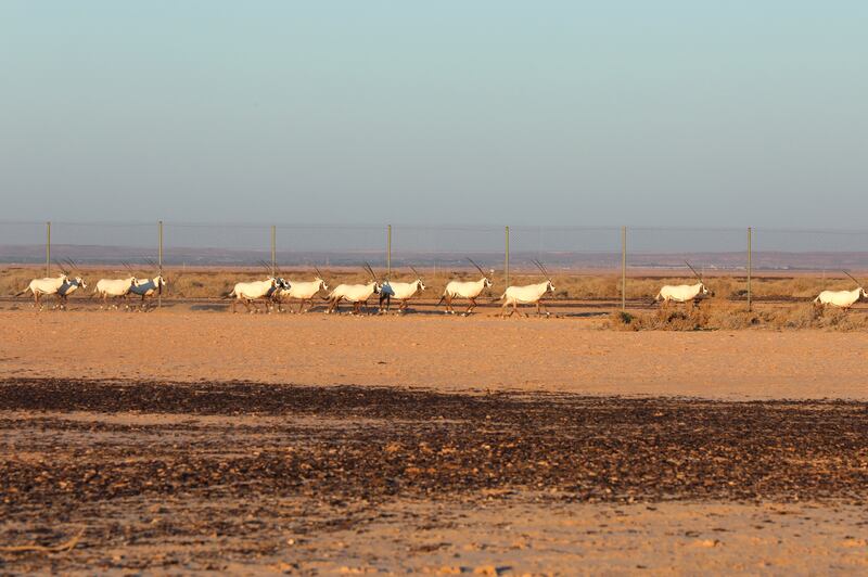 The imported herd walk in file.