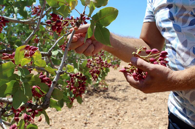 Farmer Nayef Ibrahim tends to a pistachio tree at his farm, in the north-western village of Maan.