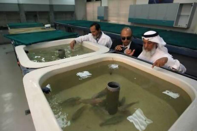 Aquaculture experts checking the breeding fishes in one of the laboratory at Aquaponic Research Unit as part of the Aquaculture Research and Extension Station in Al Ain. Ravindranath K / The National