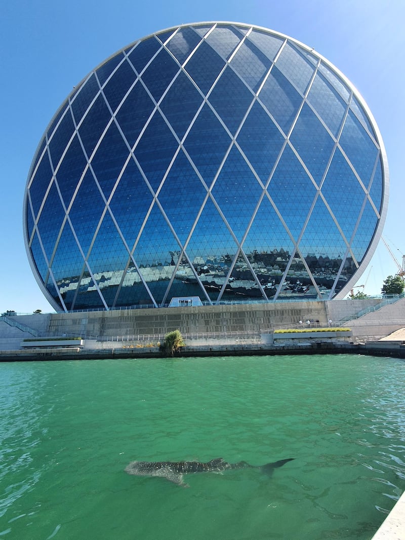 A whale shark is spotted at Al Raha in Abu Dhabi. Courtesy: Environment Agency Abu Dhabi