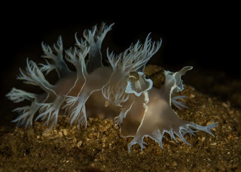 Nudibranchs are the shell-less relative to the terrestrial slug. Courtesy Heiko Seim