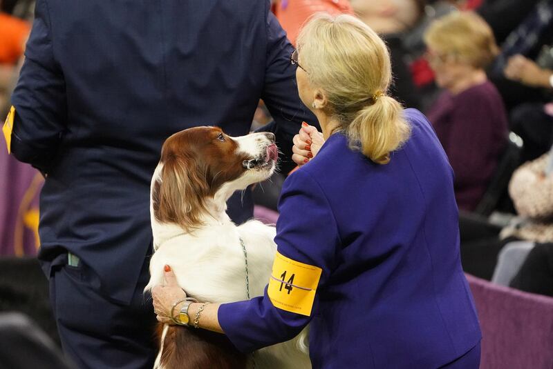 Pep talk: An Irish red and white setter takes part in the Sporting group competition. Reuters