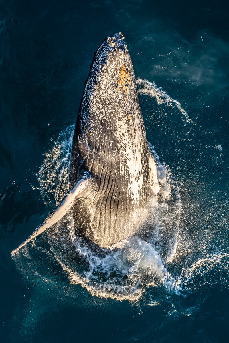 Third place, Portfolio, Jake Wilton. A humpback whale rises from the Indian Ocean into the golden glow of a Western Australia sunrise.