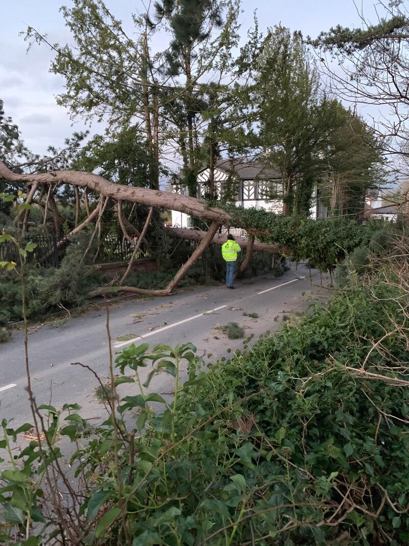 Storm Arwen brought down this tree in Willaston, Cheshire. Photo: PA