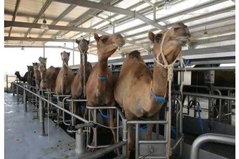 Can you detect a camel's state of mind by studying her facial expression? A reader suspects that these camels, being milked by machine, are less than contented. Ravindranath K / The National