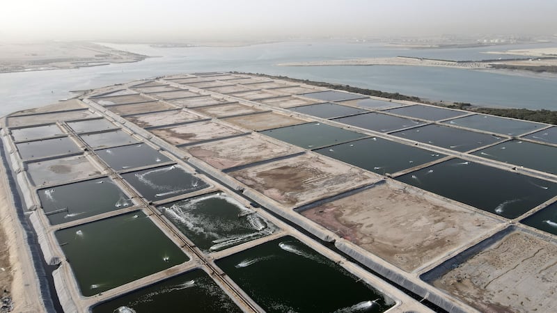 The shrimp and fish farm near Al Reem Island in Abu Dhabi. Pawan Singh / The National
