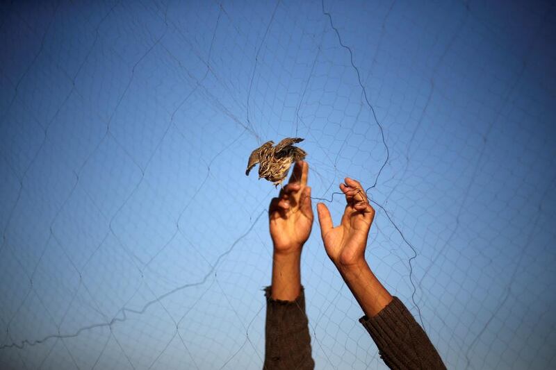 A man takes out a quail from a net after catching it on a beach in Khan Younis, in the southern Gaza Strip. Ibraheem Abu Mustafa / Reuters