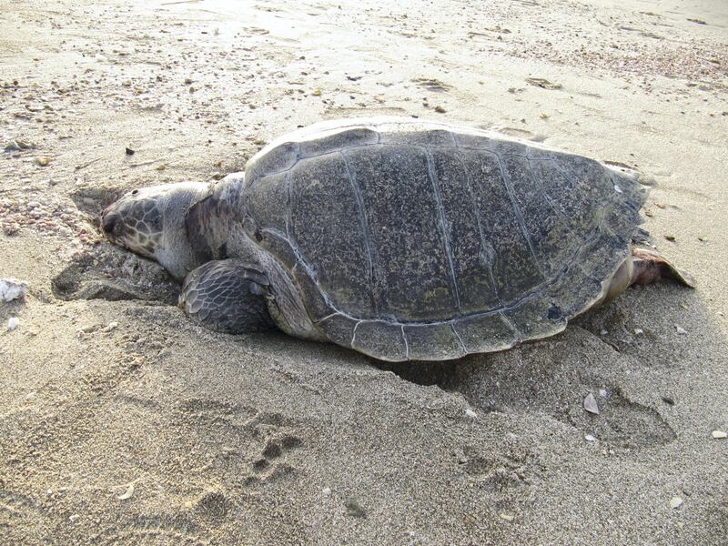 A turtle in Ras Al Hadd beach, in the eastern region of Oman. Credit: Saleh Al Shaibany                         