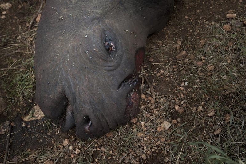 The mutilated corpse of a 17-year-old, three-months pregnant poached black rhino with horns removed is left to decay on a hillside in the Lewa Wildlife Conservancy, Isiolo, northern Kenya. She was found after rangers  heard shots fired at dawn. Dai Kurokawa / EPA March 11, 2014