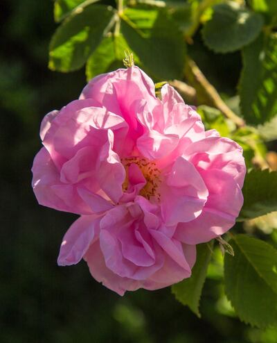 The Cuisse de Nymphe émue rose. Courtesy Giulio Pietromarchi